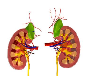 五味消毒饮加减治小儿急性肾盂肾炎医案、配方