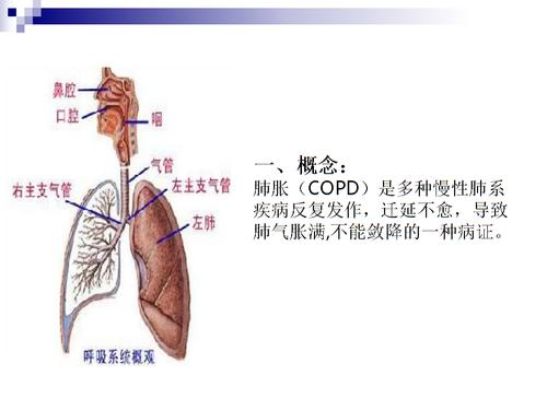 小青龙汤加减治肺胀医案、配方
