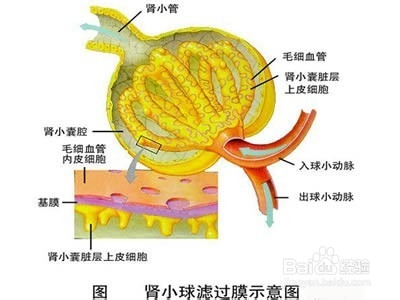 阳和汤加减治慢性肾小球肾炎医案、配方