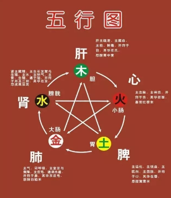 怎样用五行学说说明和概括脏府的生理功能和相互关系?