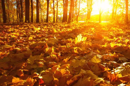 秋天养生要注意什么