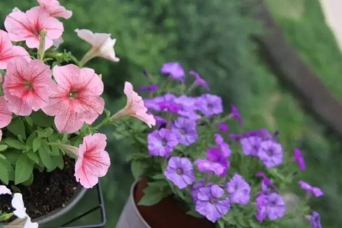 养花要当心哪些花卉中毒?