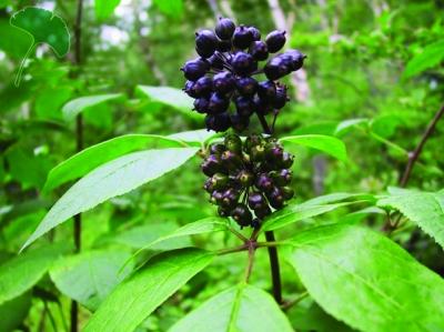 为什么刺五加为神奇的治病良药？