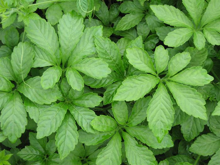 绞股蓝有什么医疗保健作用？