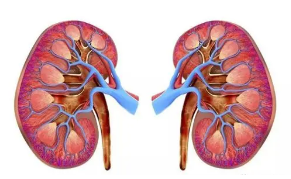 如何防治慢性肾衰竭