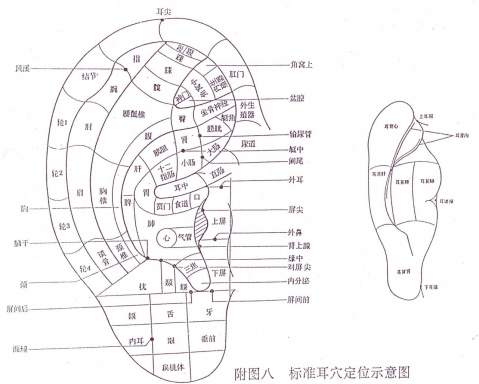 什么叫耳针疗法？