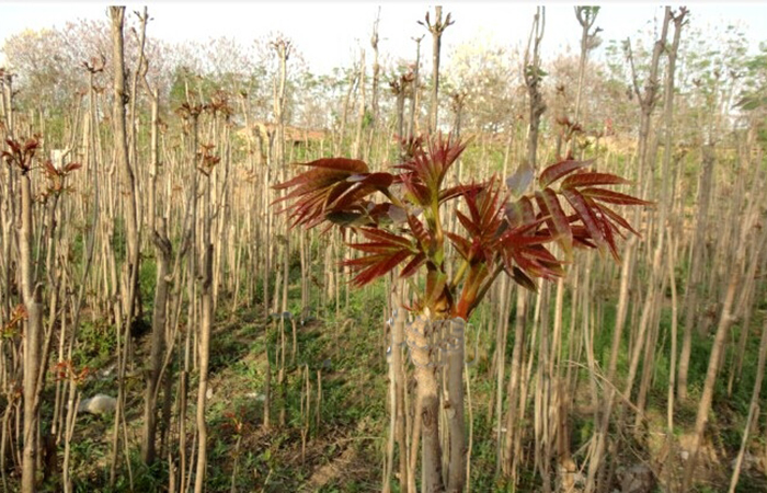 为何说“常食香椿，不染杂病”？