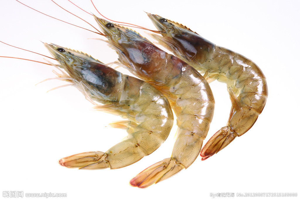 为什么说虾是补肾壮阳的良药？