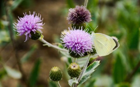 治癌“以毒攻毒”有道理吗?