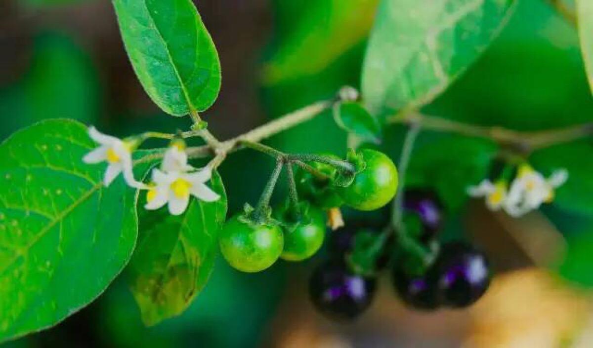 可供治癌选用的单方和验方有哪些？