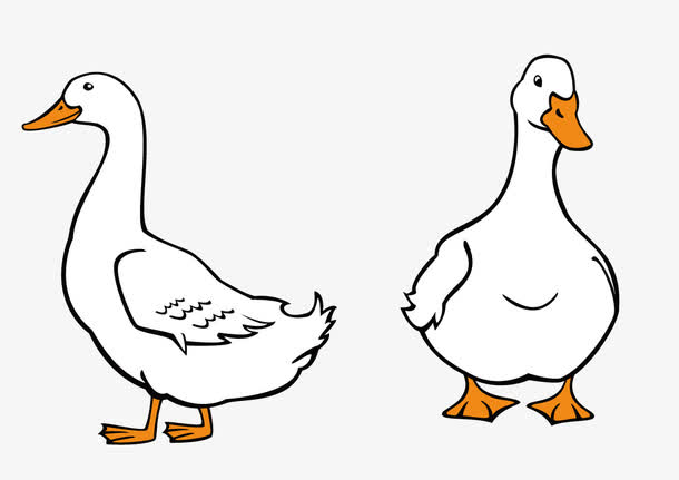 鸭肉为什么不宜与鳖肉等合用