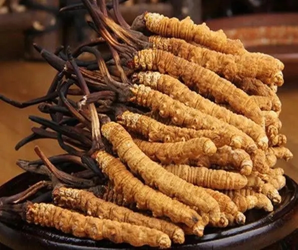 冬虫夏草保健陷阱有哪些