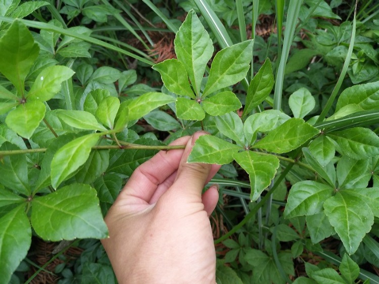 刺五加有什么用?