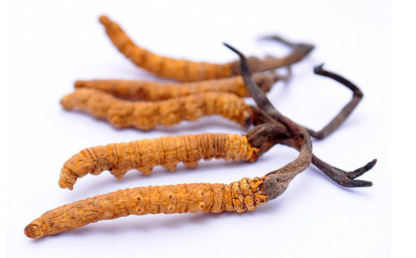 冬虫夏草有哪些假品？