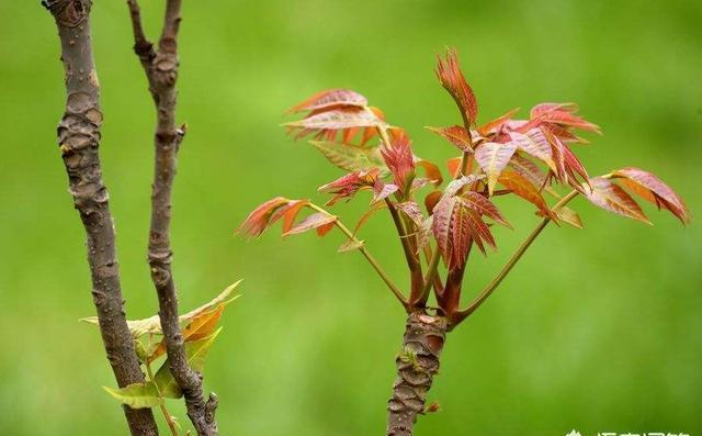 香椿是什么样的保健食品？