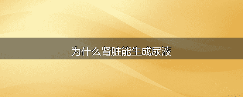 为什么肾脏能生成尿液