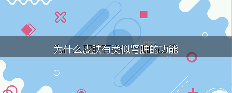 为什么皮肤有类似肾脏的功能
