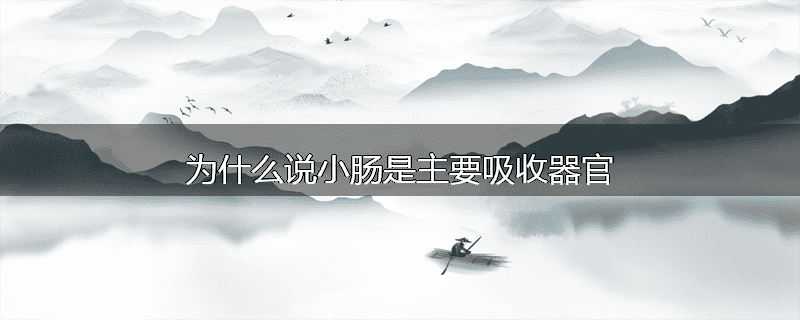 为什么说小肠是主要吸收器官