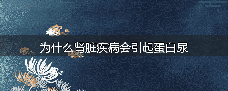 为什么肾脏疾病会引起蛋白尿