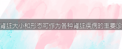为什么肾脏大小和形态可作为各种肾脏疾病的重要诊断依据