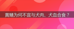 黄鳝为何不宜与犬肉、犬血合食?