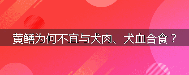 黄鳝为何不宜与犬肉、犬血合食？