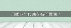 月季花与玫瑰花有何异同？