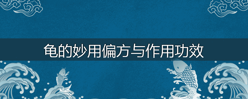 龟的妙用偏方与作用功效