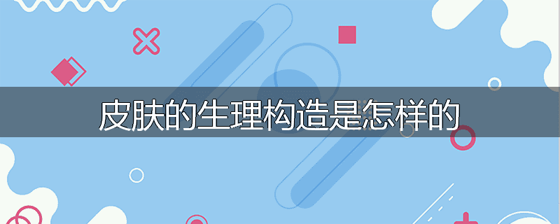 皮肤的生理构造是怎样的