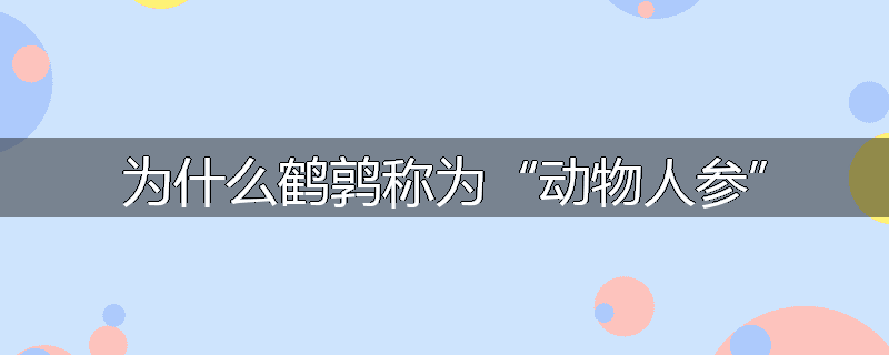为什么鹤鹑称为“动物人参”